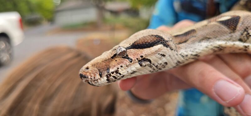 Extreme close-up of a boa constrictor's eye showing the slit pupil and marbled iris