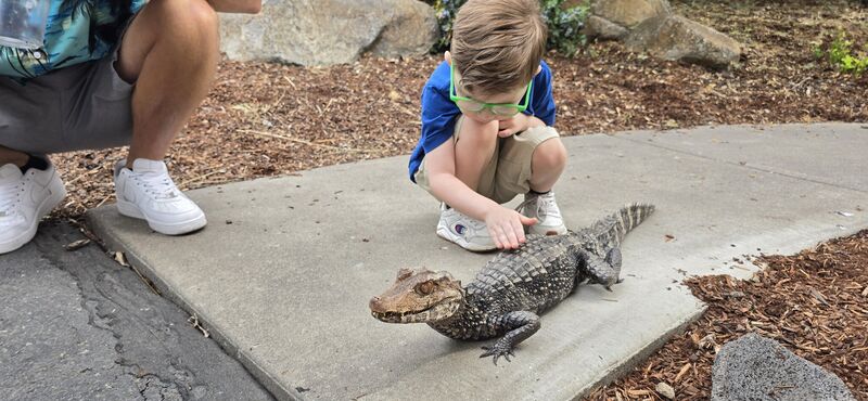 Boy petting a dwarf caiman on a sidewalk