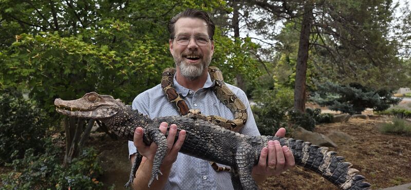 Laughing man with a boa on his shoulders holding a dwarf caiman