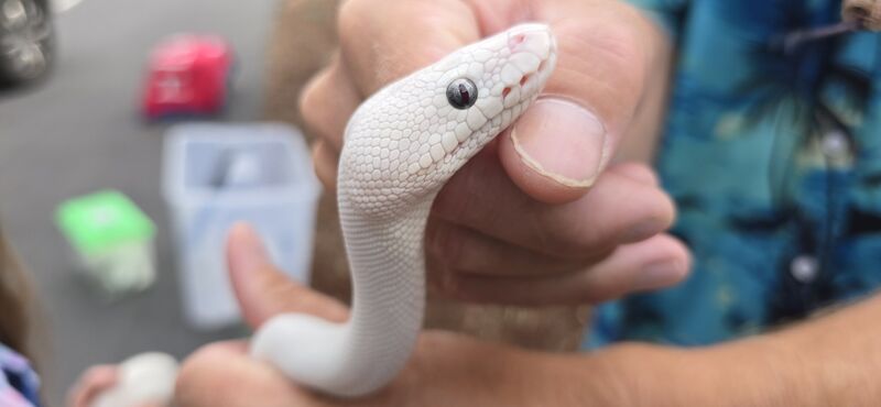 Extreme close-up of a white snake's head and eye with detailed scales